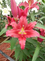 [5318 Bacardi VWS No01.JPG]